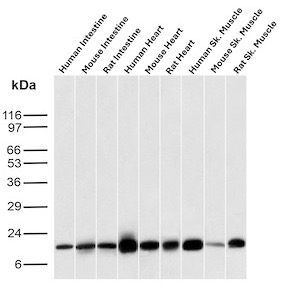 FABP3 Antibody in Western Blot (WB)