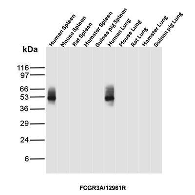 Western Blot Analysis of Human Spleen, Mouse Spleen, Rat Spleen, Hamster Spleen, Guinea pig Spleen, Human Lungs, Mouse Lungs, Rat Lungs, Hamster Lungs and Guinea pig Lungs tissue lysates using CD16 / FCGR3A Recombinant Rabbit Monoclonal Antibody (FCGR3A/12961R). CD16 / FCGR3A Antibody in Western Blot (WB)