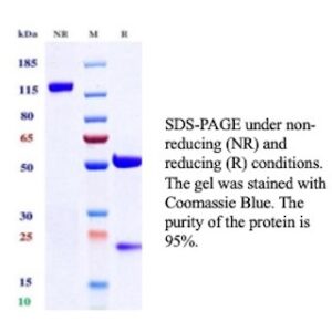 Mesothelin Antibody in SDS-PAGE