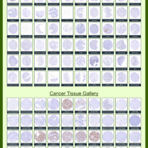PAX6 Antibody in Numerous Tissues (IHC)