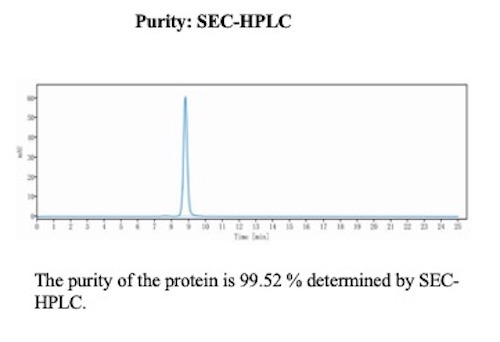 SEC-HPLC Analysis of Purified ERG Recombinant Rabbit Monoclonal Antibody(ERG/13423R). Confirmation of Purity and Integrity of Antibody. ERG / ETS Transcription Factor Antibody in SEC-HPLC