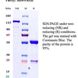 ERG / ETS Transcription Factor Antibody in SDS-PAGE
