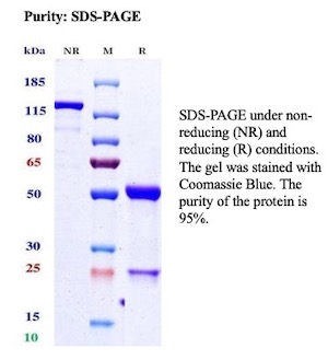 SDS-PAGE Analysis of Purified ERG Recombinant Rabbit Monoclonal Antibody (ERG/13423R). Confirmation of Purity and Integrity of Antibody. ERG / ETS Transcription Factor Antibody in SDS-PAGE