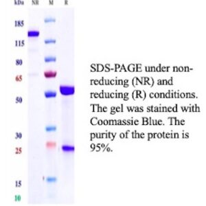 Glucagon Antibody in SDS-PAGE