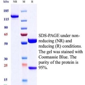 CD25 Antibody in SDS-PAGE