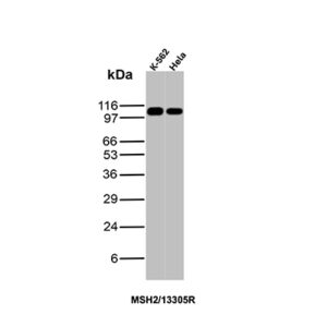 MSH2 Antibody in Western Blot (WB)