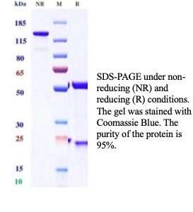 NKX2.2 Antibody in SDS-PAGE