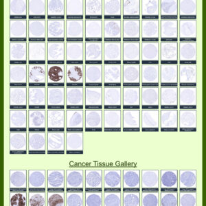 GP2 Antibody in Numerous Tissues (IHC)