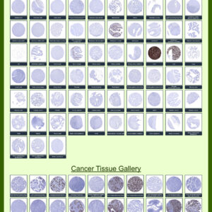 N/A Antibody in Numerous Tissues (IHC)