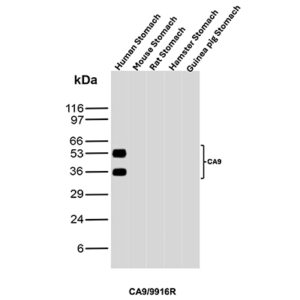 Carbonic Anhydrase IX Antibody in Western Blot (WB)