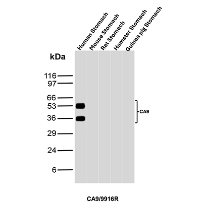 Western Blot Analysis of Human Stomach, Mouse Stomach, Rat Stomach, Hamster Stomach and Guinea pig Stomach tissue lysates using Carbonic Anhydrase IX Recombinant Rabbit Monoclonal Antibody (CA9/9916R). Carbonic Anhydrase IX Antibody in Western Blot (WB)
