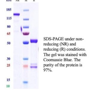 CD70 Antibody in SDS-PAGE