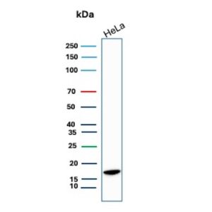 P16INK4a Antibody in Western Blot (WB)