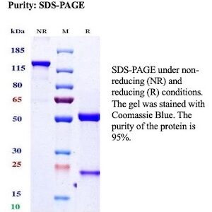 PRAME Antibody in SDS-PAGE