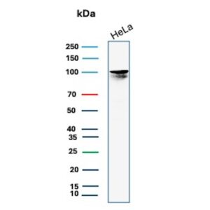 MCM4 Antibody in Western Blot (WB)