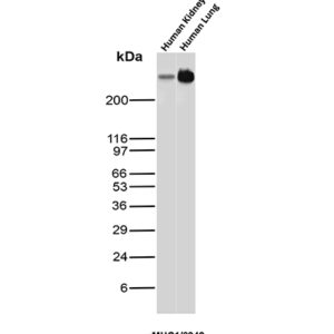 MUC1 Antibody in Western Blot (WB)