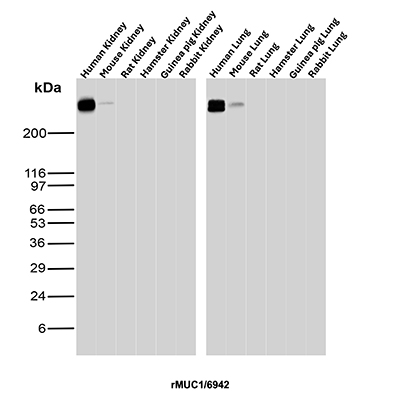 Western Blot Analysis of Human Kidney, Mouse Kidney, Rat Kidney, Hamster Kidney, Guinea pig Kidney, Rabbit Kidney, Human Lung, Mouse Lung, Rat Lung, Hamster Lung, Guinea pig Lung and Rabbit Lung tissue lysates using MUC1 Recombinant Mouse Monoclonal Antibody (rMUC1/6942). MUC1 Antibody in Western Blot (WB)