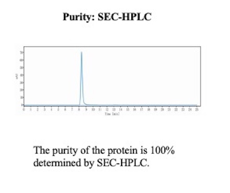 SEC-HPLC Analysis of Purified SOX10 Recombinant Mouse Monoclonal Antibody (rSOX10/13642). Confirmation of Purity and Integrity of Antibody. SOX10 Antibody in SEC-HPLC
