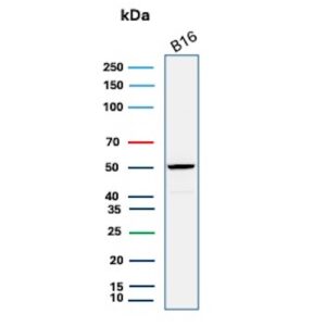 SOX10 Antibody in Western Blot (WB)