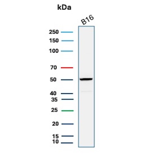 Western Blot Analysis of B16 cell lysate using SOX10 Recombinant Mouse Monoclonal Antibody (rSOX10/13642). SOX10 Antibody in Western Blot (WB)