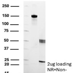 SREBF1 Antibody in SDS-PAGE