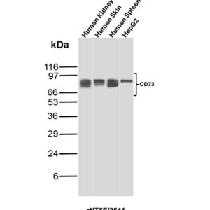 CD73 Antibody in Western Blot (WB)