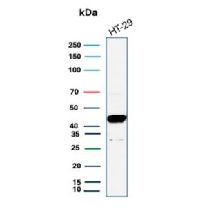 Cytokeratin 20 Antibody in Western Blot (WB)