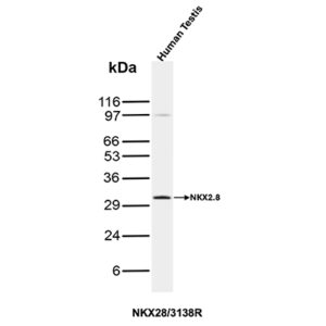 NKX2.8 Antibody in Western Blot (WB)