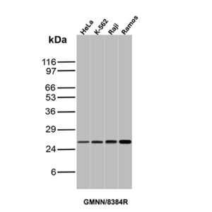 GMNN Antibody in Western Blot (WB)