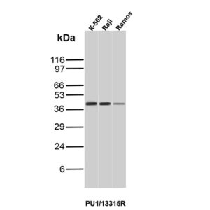 PU.1 Antibody in Western Blot (WB)