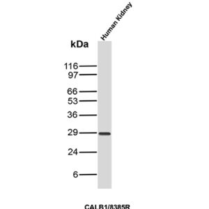 Calbindin Antibody in Western Blot (WB)