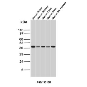 p40 Antibody in Western Blot (WB)