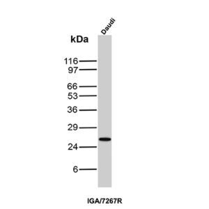 CD79a Antibody in Western Blot (WB)