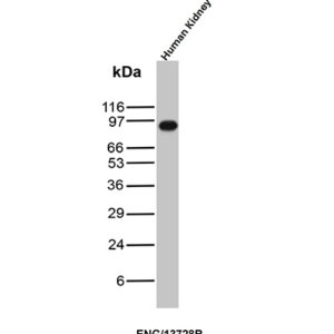 CD105 Antibody in Western Blot (WB)