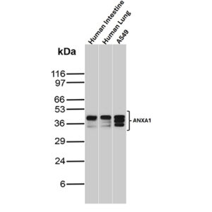 Annexin A1 Antibody in Western Blot (WB)