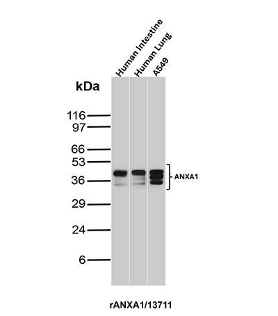 Western Blot Analysis of Human Intestine, Human Lung and A549 lysates using Annexin A1 Recombinant Mouse Monoclonal Antibody (rANXA1/13711). Annexin A1 Antibody in Western Blot (WB)