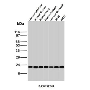 Bax (Apoptosis Marker) Antibody in Western Blot (WB)