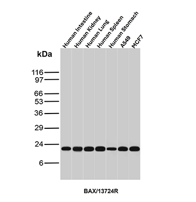 Western Blot Analysis of Human Intestine, Human Kidney, Human Lung, Human Spleen, Human Stomach, A549 and MCF7 lysates using Bax (Apoptosis Marker) Recombinant Rabbit Monoclonal Antibody (BAX/13724R). Bax (Apoptosis Marker) Antibody in Western Blot (WB)