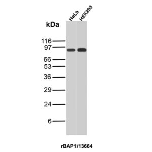 BAP1 (BRCA1 Associated Protein 1) Antibody in Western Blot (WB)
