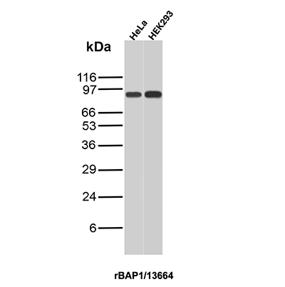Western blot analysis of HeLa and HEK293 cell lysates using BAP1 Recombinant Mouse Monoclonal Antibody (rВАР1/13664). BAP1 (BRCA1 Associated Protein 1) Antibody in Western Blot (WB)