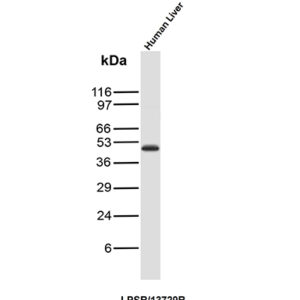 CD14 Antibody in Western Blot (WB)