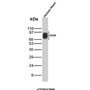 CD36 Antibody in Western Blot (WB)