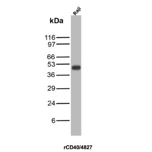 CD40 Antibody in Western Blot (WB)