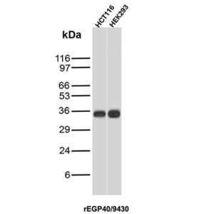 EpCAM Antibody in Western Blot (WB)