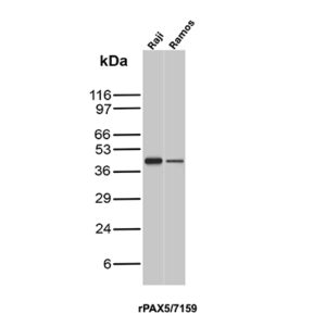 PAX5 Antibody in Western Blot (WB)