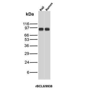 BCL6 Antibody in Western Blot (WB)