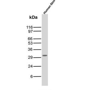 gp100 Antibody in in Western Blot (WB)