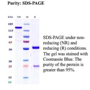 Chromogranin A / CHGA Antibody in SDS-PAGE