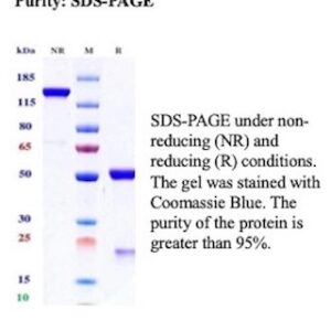 Adipophilin / PLIN2 / ADRP Antibody in SDS-PAGE