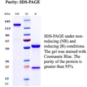 NeuN / RBFOX3 Antibody in SDS-PAGE
